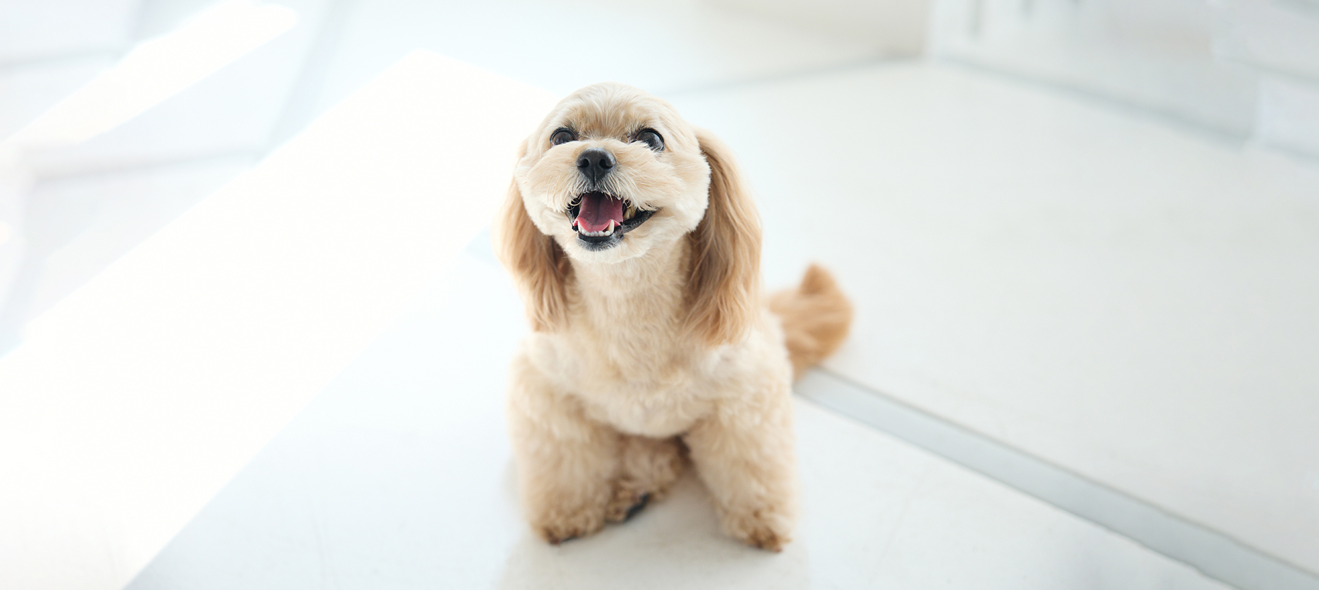 とりみんぐさろん 犬の床屋