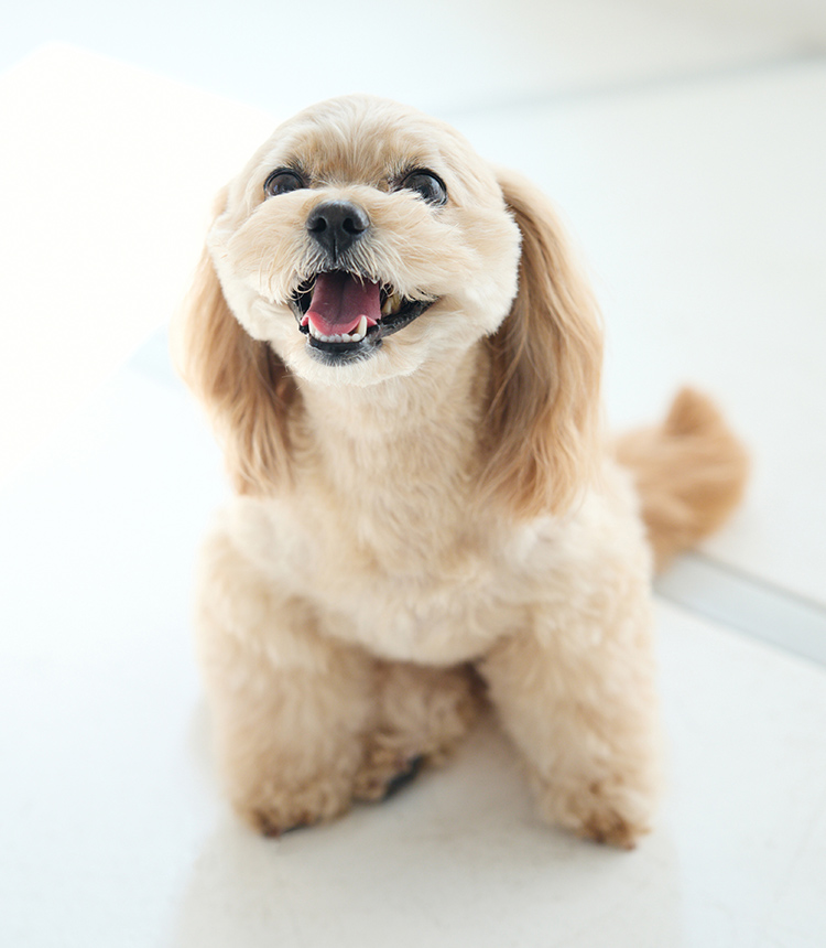 とりみんぐさろん 犬の床屋